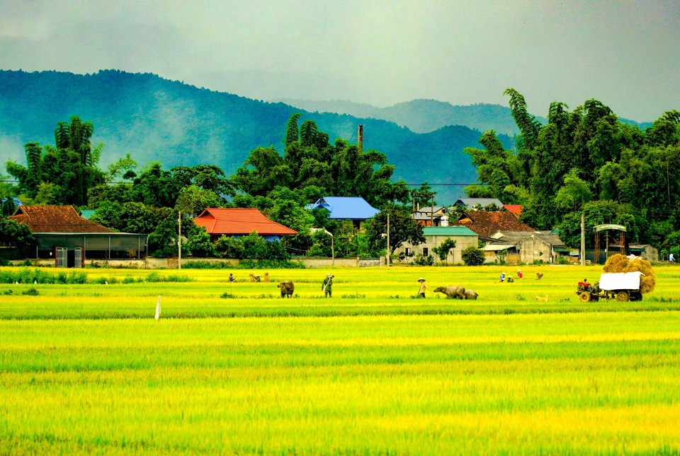 Escena pacífica en el campo Muong Thanh. (Fuente:VNA)