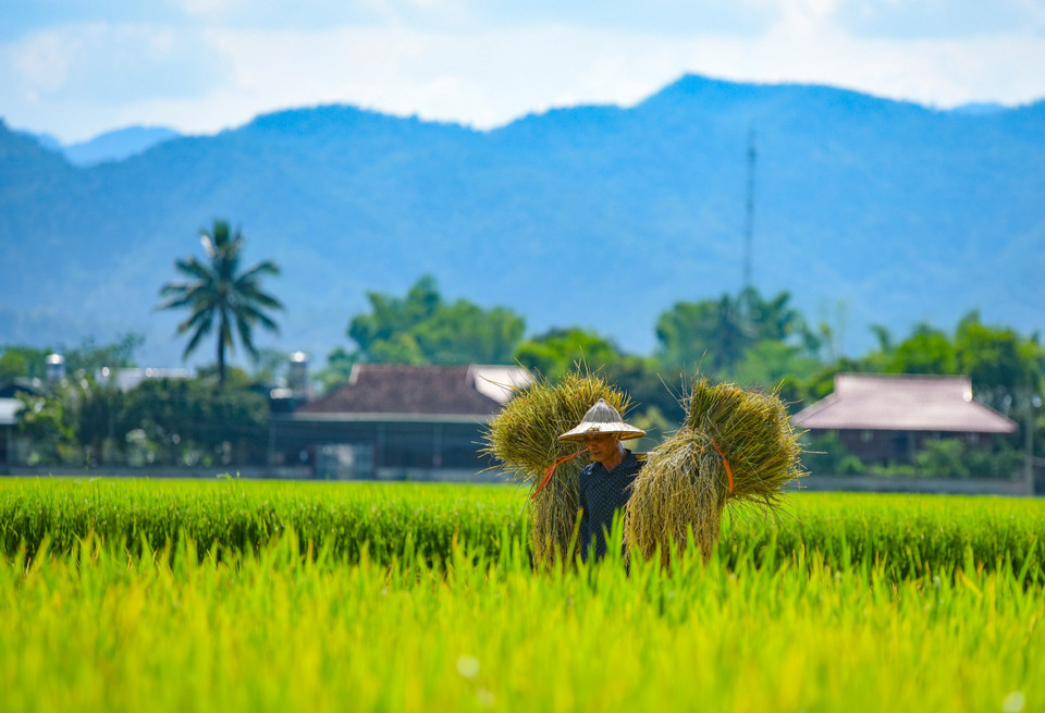Campesinos cosechan arroz en el campo Muong Thanh. (Fuente:VNA)