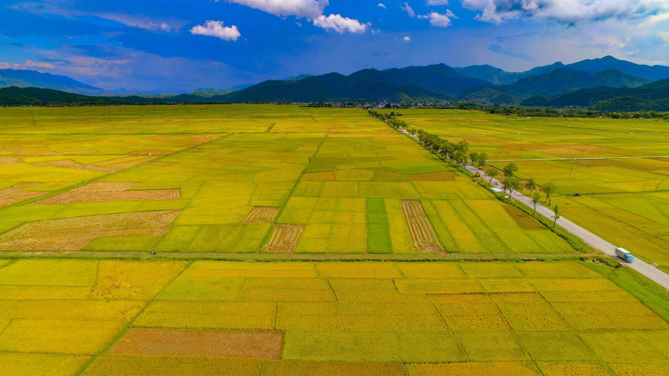 Temporada de arroz dorado en el campo Muong Thanh. (Fuente:VNA)