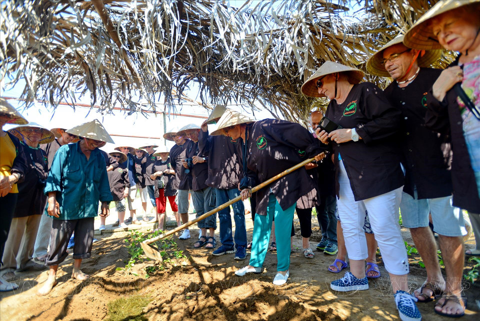 Un grupo de turistas franceses experimenta el cultivo de vegetales en la aldea de Tra Que (Foto: VNA)