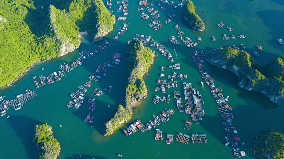 En 2023, el complejo de la bahía de Ha Long - archipiélago de Cat Ba (ubicado en la provincia de Quang Ninh y la ciudad de Hai Phong, respectivamente) fue reconocido como Patrimonio Natural Mundial. En la foto: La belleza de la Bahía de Lan Ha (ubicada al este de la isla de Cat Ba) vista desde arriba. Fuente: VNA