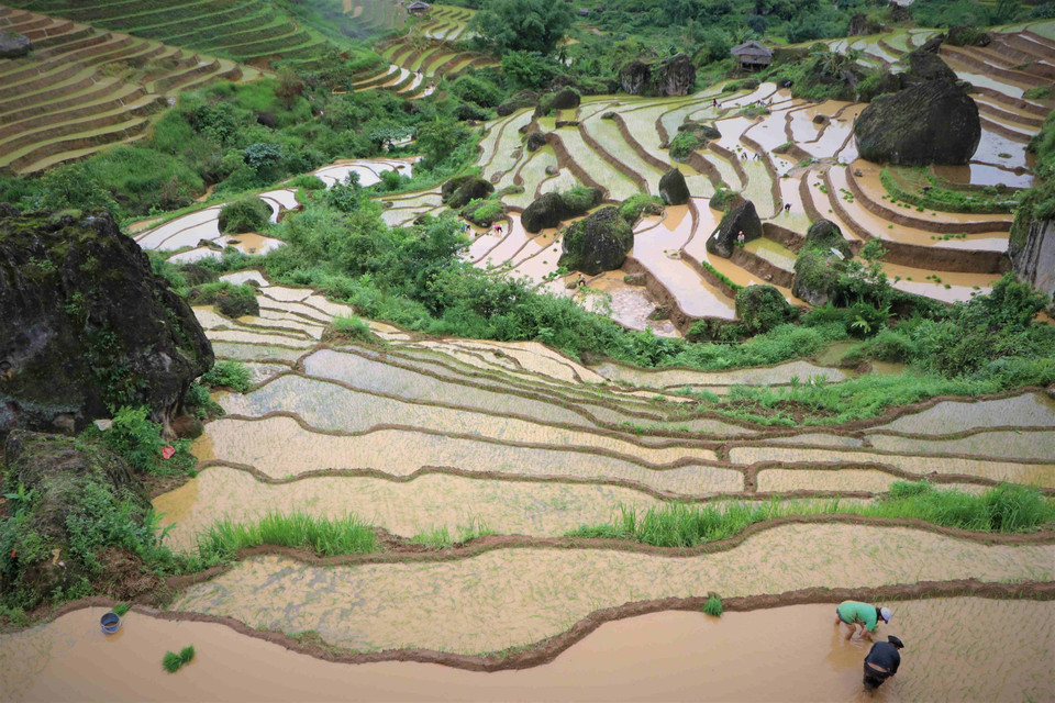 Los campos de arroz en terrazas de Khun Ha, distrito de Tam Duong, provincia norvietnamita de Lai Chau, se encuentran en la siembra, gracias a las lluvias. (Fuente:VNA)