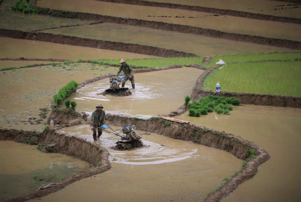 Cuando el agua fluye hacia los campos en terrazas, agricultores realizan los trabajos en los terrenos para poder cultivar el arroz. (Fuente:VNA)
