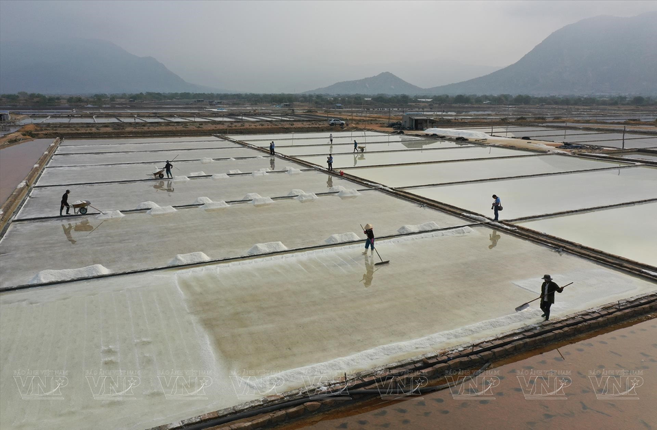 Productores de Ninh Thuan cultivan en los campos de sal de la comuna de Tri Hai. (Fuente:VNA)