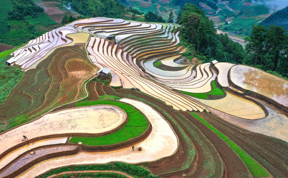 Al llegar a Mu Cang Chai durante la temporada, los visitantes se sumergirán en el aire fresco y observarán desde arriba los arrozales en terrazas que brillan bajo la luz del sol. Foto: Tuan Anh/VNA