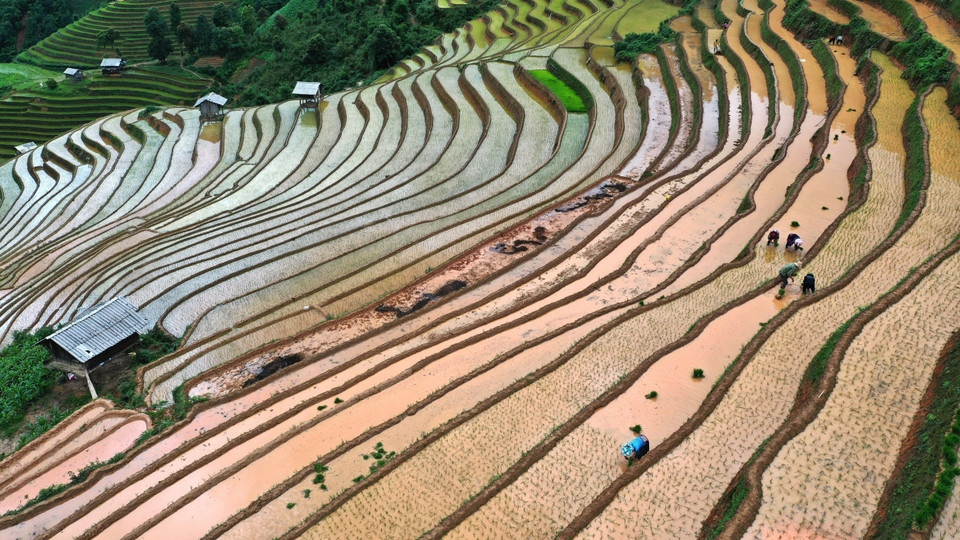 Al llegar a Mu Cang Chai durante la temporada, los visitantes se sumergirán en el aire fresco y observarán desde arriba los arrozales en terrazas que brillan bajo la luz del sol. Foto: Tuan Anh/VNA