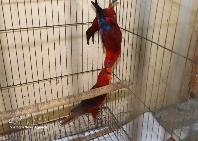 Individuos de loro rojo incautados en el caso (Foto: VNA)