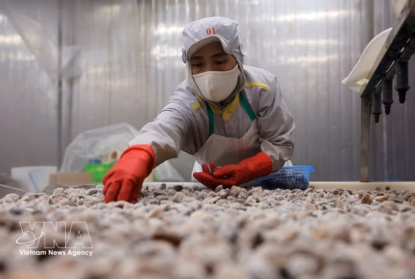 Procesamiento de almejas para la exportación en la planta de la Compañía de Importación y Exportación de Productos Acuáticos de Thanh Hoa, en la provincia homónima. (Foto: VNA)