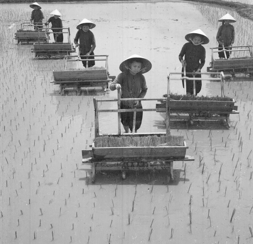 6. El equipo de trabajadores de la cooperativa Thuy Dai en la provincia de Thanh Hoa participa en el cultivo del arroz en 1962. (Foto: VNA)