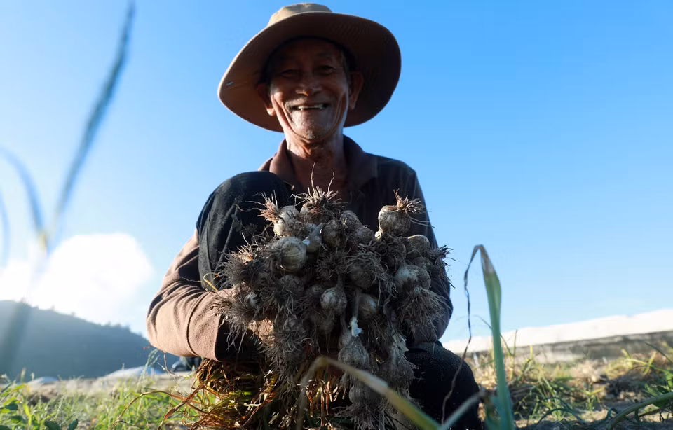 La alegría de los agricultores de Ly Son al obtener una buena cosecha de ajo y venderlo a buen precio. (Foto: VNA)