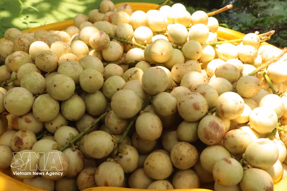 Por sus atractivas características en cuanto a forma, color y calidad, la uva de Birmania Ha Chau goza de una gran aceptación entre los consumidores. (Foto: VNA)