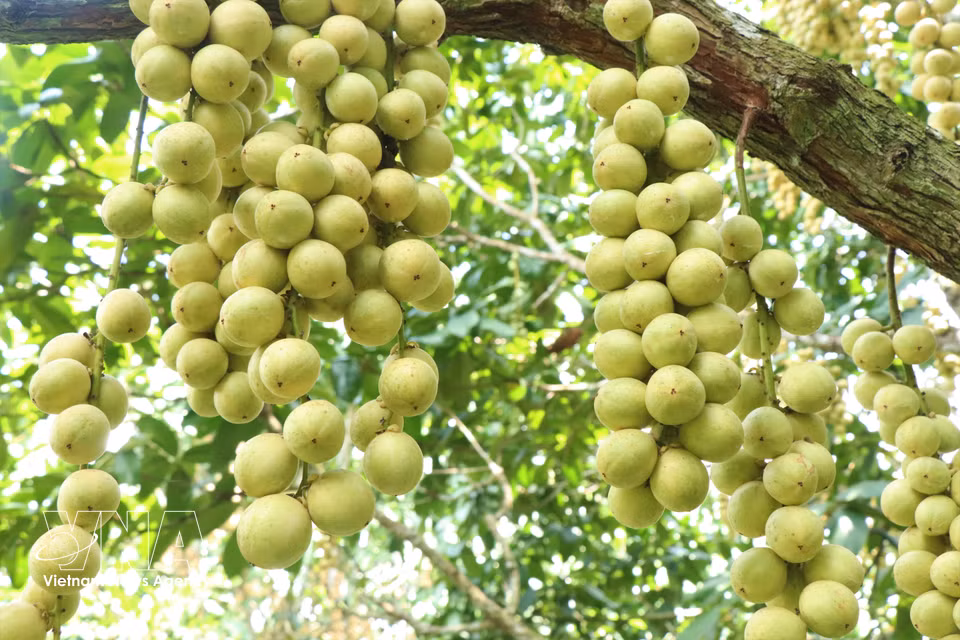 La uva de Birmania Ha Chau es una de las frutas características de la región. En los últimos años, además de mantener una fuerte demanda en Can Tho, ha ganado popularidad entre los consumidores de numerosas provincias y ciudades de Vietnam. (Foto: VNA)
