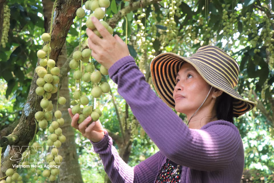 La familia de Le Ngoc Bich es una de las pocas que aún cultivan uva de Birmania Ha Chau en la comuna de Nhon Ai, ciudad de Can Tho. (Foto: VNA)