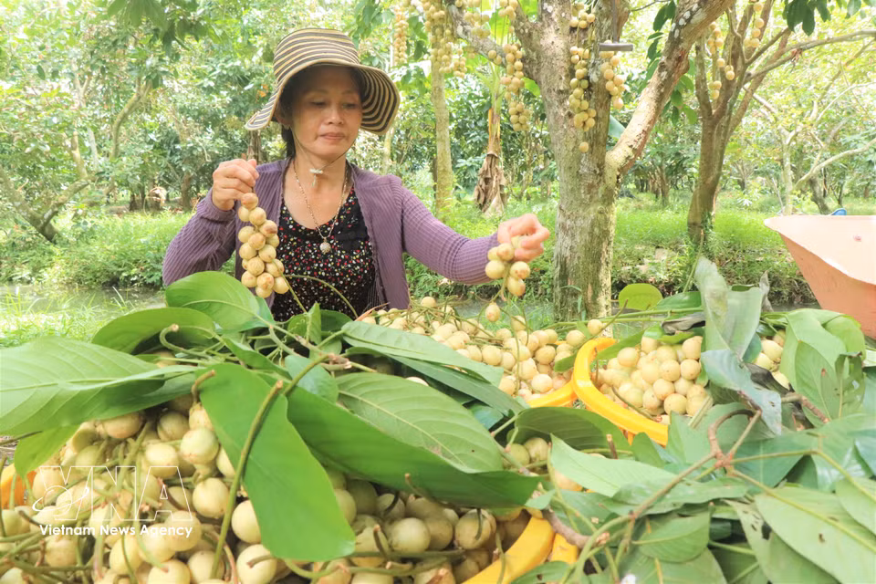 Al madurar, la uva de Birmania Ha Chau presenta una piel de color amarillo claro y una pulpa blanca y lechosa, de sabor dulce y refrescante, con un ligero toque ácido. (Foto: VNA)
