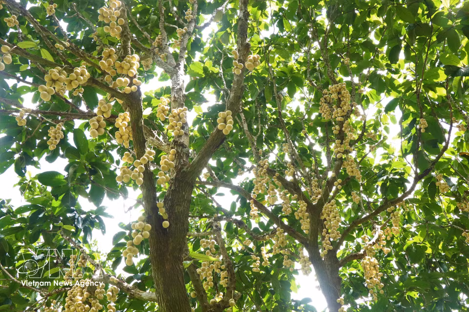 La temporada de cosecha de la uva de Birmania Ha Chau se extiende cada año de mayo a mediados de octubre del calendario lunar, con el período de mayor producción en julio y agosto. (Foto: VNA)