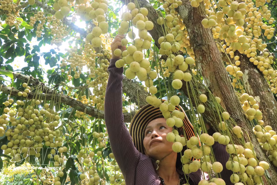 Según los productores, el cultivo de la uva de Birmania Ha Chau requiere poca mano de obra y una inversión limitada en fertilizantes y productos fitosanitarios, por lo que ofrece una alta rentabilidad. (Foto: VNA)