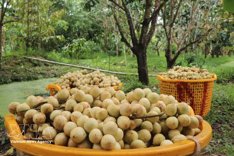 La reducción de la superficie de cultivo en los últimos años ha elevado el precio de compra de la uva de Birmania Ha Chau por parte de los intermediarios, que oscila entre 10.000 y 20.000 dong (0,38-0,76 dólares) por kilogramo, según el momento. (Foto: VNA)