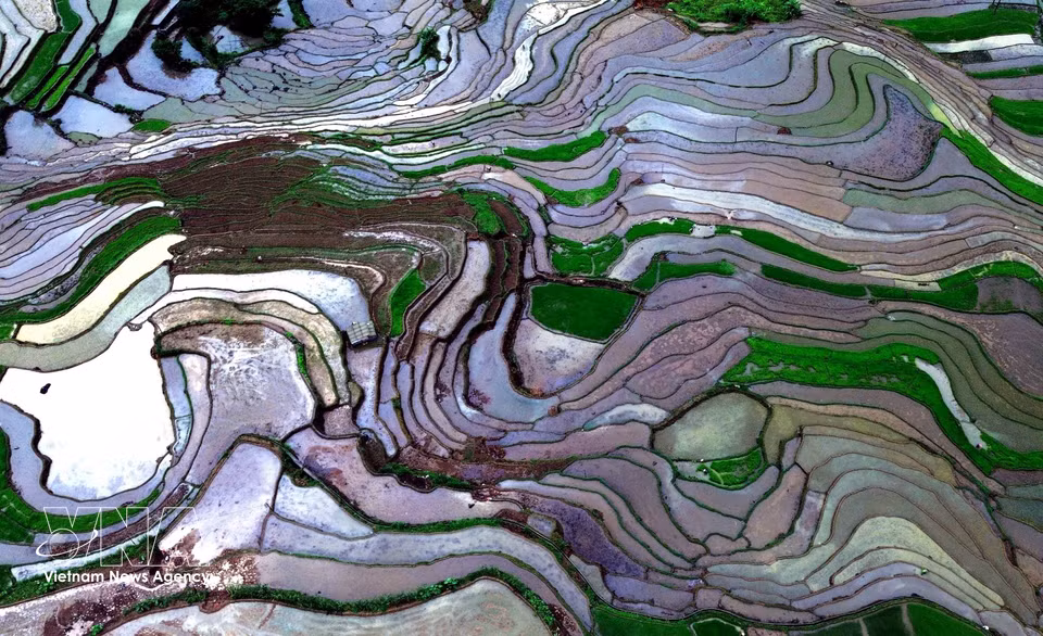 La comuna de Muong La, en la provincia de Son La, cuenta con unas 360 hectáreas dedicadas al cultivo de arroz. Los arrozales en terrazas constituyen una forma tradicional de cultivo de las comunidades étnicas locales. (Foto: VNA)