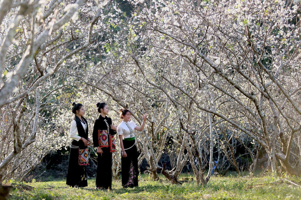 Los visitantes en jardines de flores de ciruela en la aldea de Hom, barrio de Chieng Coi, provincia de Son La. (Foto: VNA)