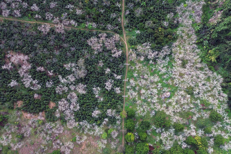 Los ciruelos florecen en la aldea de Hom, barrio de Chieng Coi, provincia de Son La. (Foto: VNA)