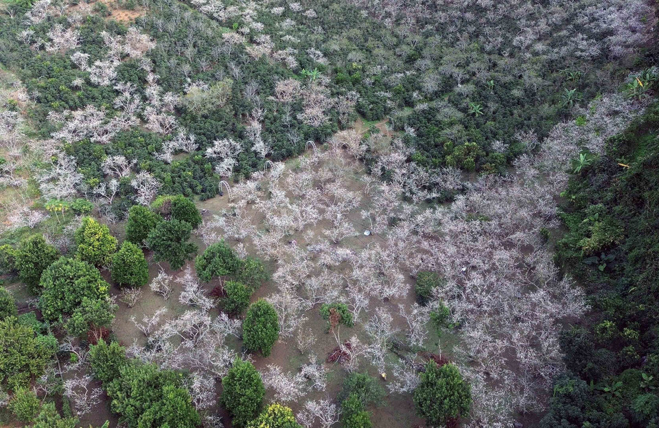 Los ciruelos florecen en la aldea de Hom, barrio de Chieng Coi, provincia de Son La. (Foto: VNA)