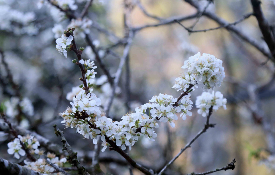 El color blanco puro de las flores de ciruela en la aldea de Hom, barrio de Chieng Coi, provincia de Son La. (Foto: VNA)