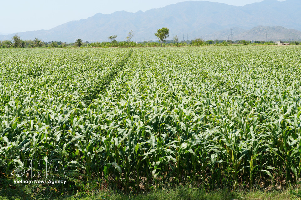 El agua procedente de la presa Nha Trinh se utiliza para el riego, contribuyendo al crecimiento verde y próspero de los campos de maíz en el barrio de Do Vinh (provincia de Khanh Hoa). (Foto: VNA)