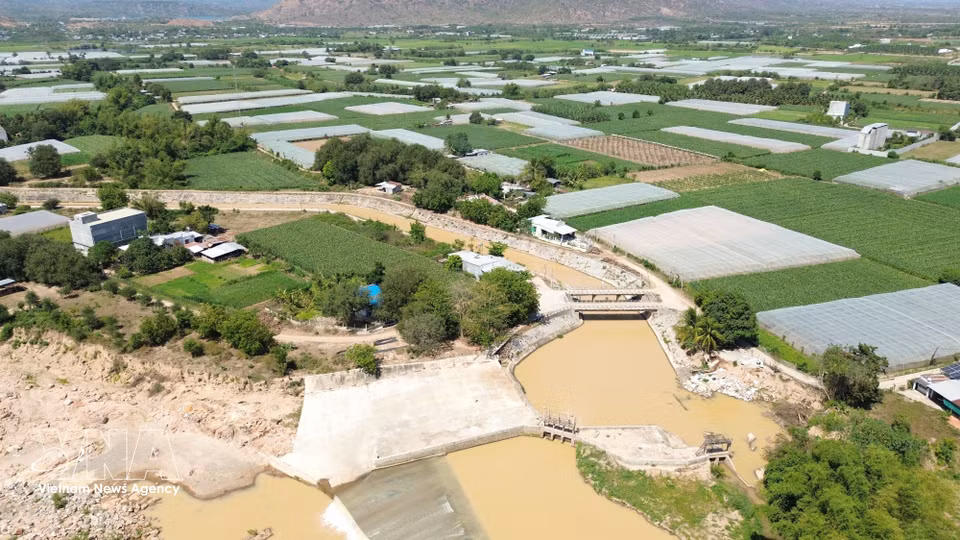El sistema de canales derivados de la presa Nha Trinh se extiende a ambas orillas del río Cai Phan Rang y continúa ramificándose, suministrando agua a miles de hectáreas de tierras agrícolas. (Foto: VNA)