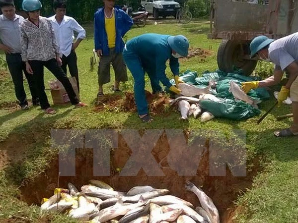 Atribuyen muerte de peces en Binh Thuan a falta de oxigeno