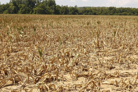 El Niño causa graves pérdidas al cultivo en provincia vietnamita