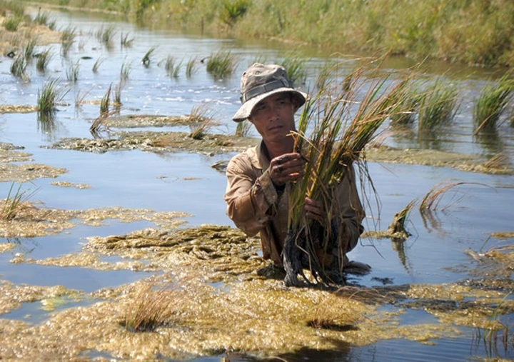 Ca Mau: salinización afectan 30 mil hectáreas de tierras para producción