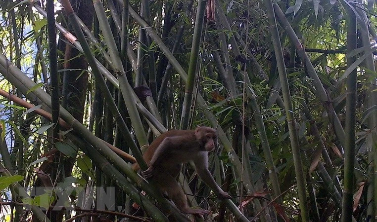 Descubren primates raros en Reserva Natural de Pu Hu