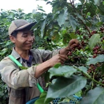 Cosecha de café en Son La: la provincia líder en producción de arábica en Vietnam