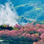 Brillantes flores de cerezo en Sapa