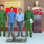 El animal, un ejemplar adulto de 52 cm de largo y más de 5 kg de peso, fue entregado por Doan Hong Hai, residente en la aldea Loc Quang (Fuente: VNA)