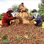 El café de especialidad de Vietnam apunta a conquistar el mundo