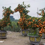 Árboles de mandarina con forma de caballo listos para el Tet 2026