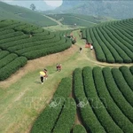Colinas de té de Moc Chau – Un destino atractivo para los turistas
