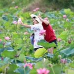 Temporada de loto en Tra Ly: un atractivo turístico y cultural en Da Nang