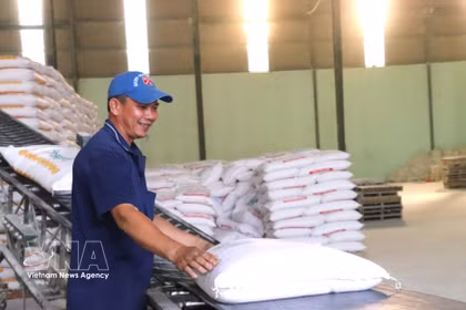 Actividades de producción de arroz en la empresa conjunta Tan Dong Tien. Foto: VNA