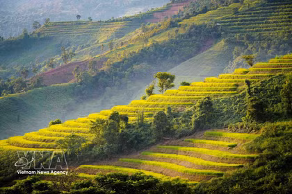 La belleza de los arrozales en las terrazas de Pu Nhi
