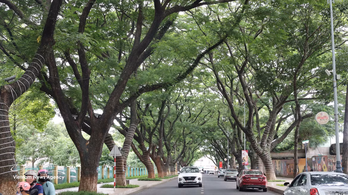 Buon Ma Thuot: una ciudad bajo la sombra de árboles centenarios