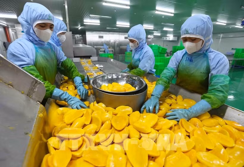 Procesamiento de productos de mango para exportación a los mercados de EE. UU., Europa, Corea del Sur y Japón en la fábrica frutas y verduras de An Giang en la provincia de Lam Dong.. (Fuente: VNA)