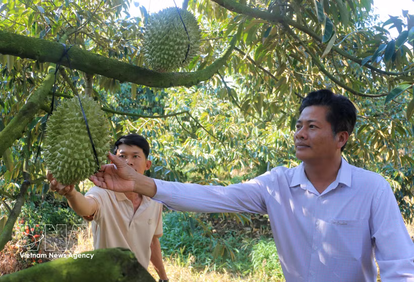 Agricultores visitan el jardín de durián fuera de temporada de Cao Chi Dai, residente de la comuna de Vinh Hanh, provincia de An Giang.