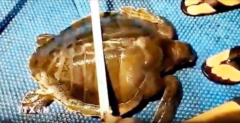 Pescadores miden el tamaño de una tortuga carey. (Foto: VNA)