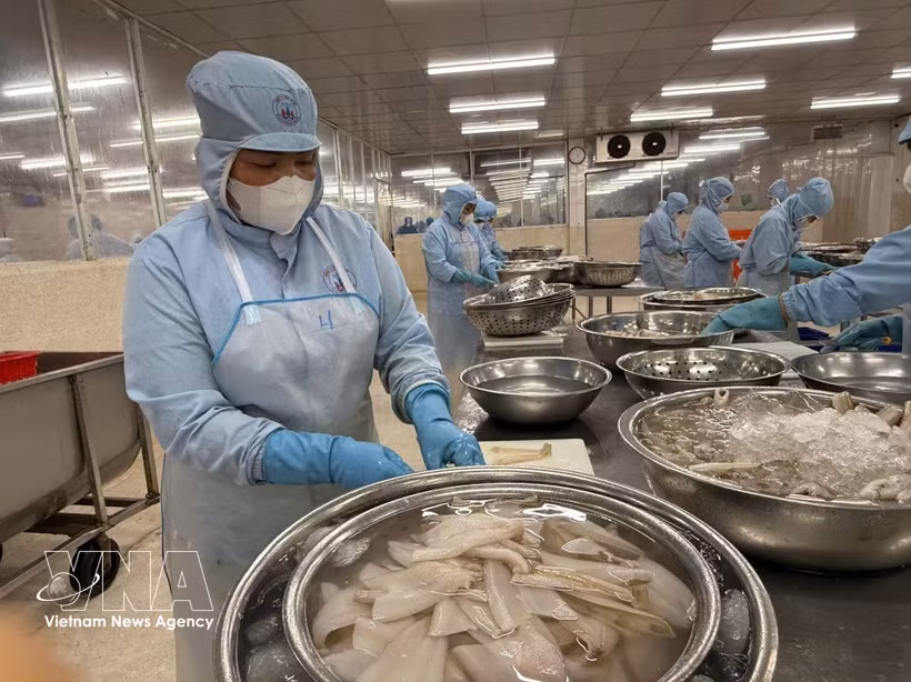 Procesamiento de productos de pescado Duc (sillaginidae) para su exportación al mercado japonés en la empresa Tu Hai, distrito de Phuoc Thang. (Foto: VNA)
