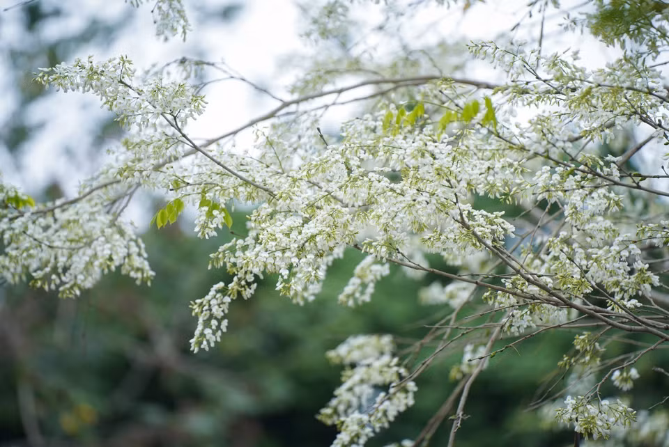 Cuando llega marzo, las flores de Sua pintan de blanco las calles de Hanoi, agregando un toque romántico y puro que conmueve a los transeúntes. (Fuente: VNA)