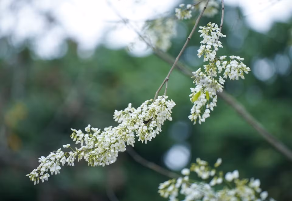 La belleza frágil y pura de las flores de Sua en las calles de Hanoi. (Fuente: VNA)