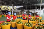 Procesamiento de pomelos para exportación en la fábrica de envasado de Kim Thanh, en la comuna de Giao Long, provincia de Vinh Long. (Foto: VNA)