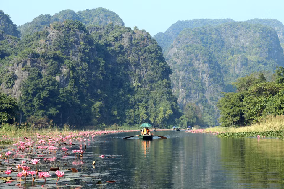 Las flores de loto han brindado un nuevo aliento al paisaje, mejorando la experiencia y atrayendo a los turistas al área turística de Tam Coc, en el distrito de Hoa Lu, provincia de Ninh Binh. (Foto: VNA)